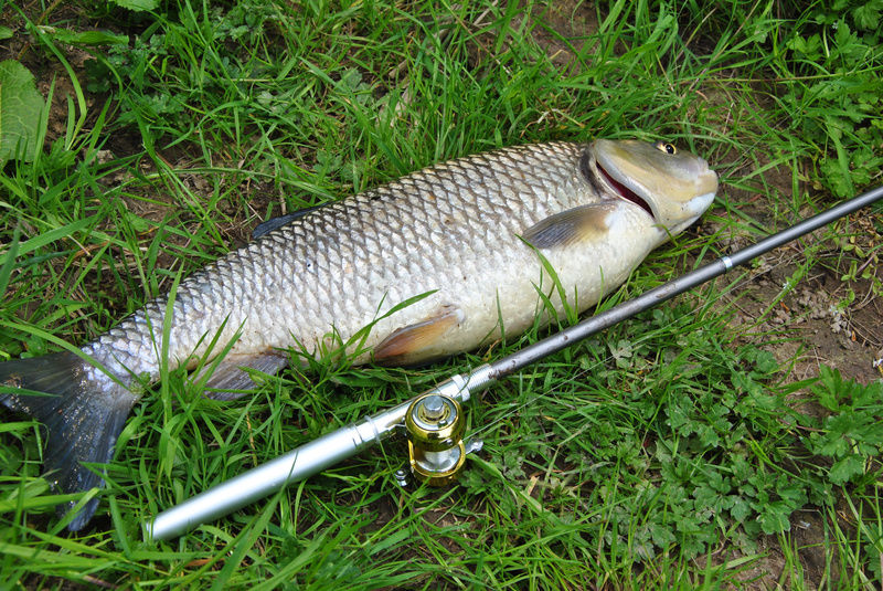 Mini-Fiskespö i pennformat Generic